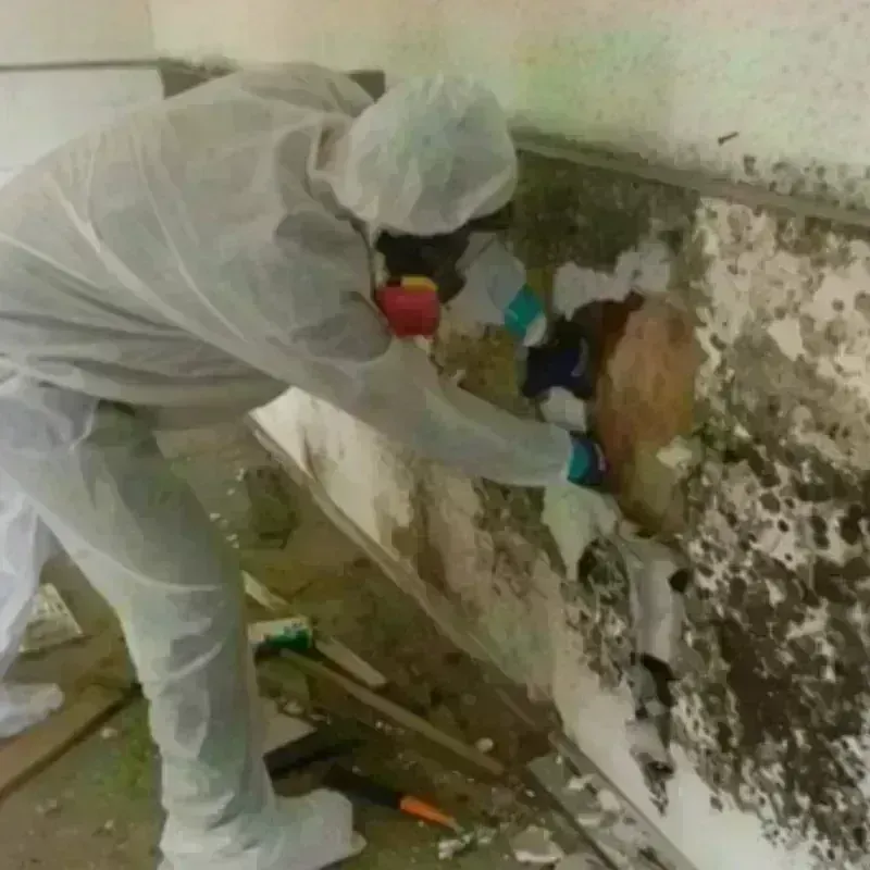 Mold Remediation and Removal in Rushville, NE